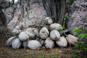 Thai Coconuts