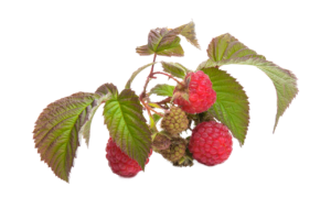 Raspberry Fruit